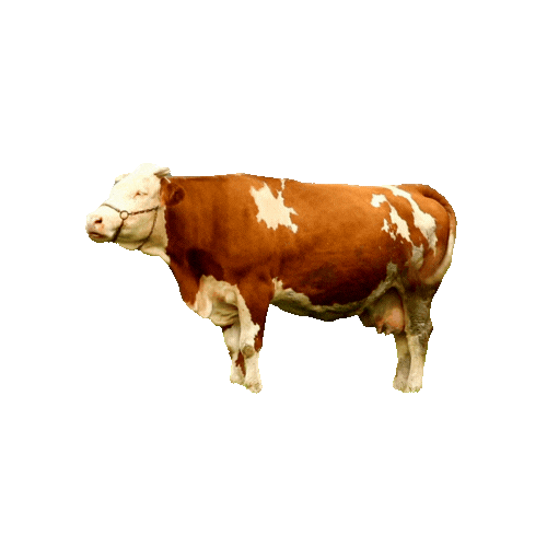 Cattle